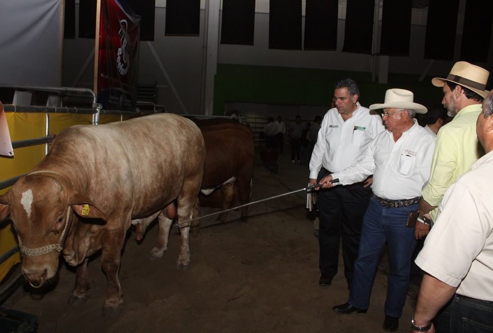 Se llevará a cabo en Tampico el IV Congreso Mundial de Ganadería Tropical, organizado por la Delegación Tamaulipas de la Asociación Mexicana de Criado