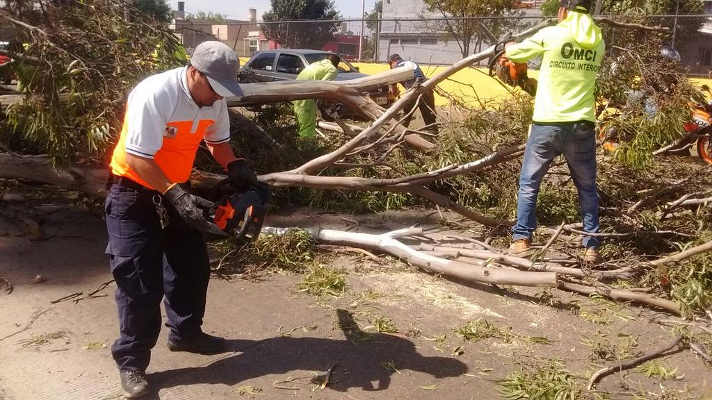 La Secretaría de Protección Civil capitalina (SPC) informó que se encuentra atendiendo los reportes ciudadanos de árboles caídos.