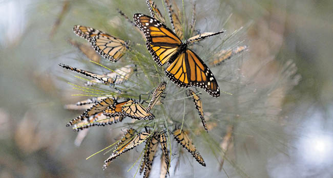 Siguieron al insecto por Coahuila, Nuevo León, Tamaulipas, San Luis Potosí, Querétaro, Guanajuato, Estado de México y Michoacán. 