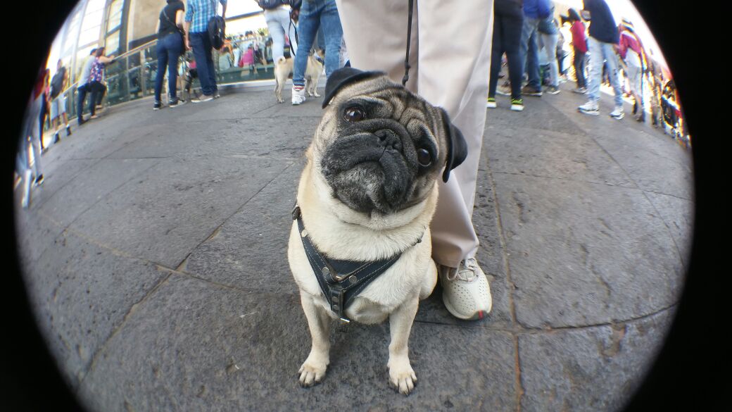 En los últimos años, los pug se han convertido en una raza predilecta para los amantes de los perros.