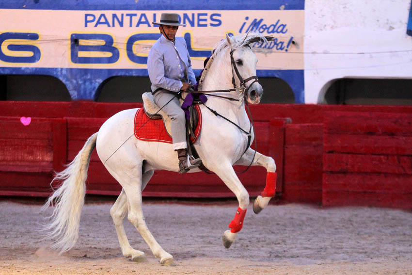 El caballo realizaba reverencias hacia el público al ritmo de la música.