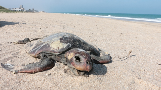 Tortuga Lora muerta en Playa Miramar