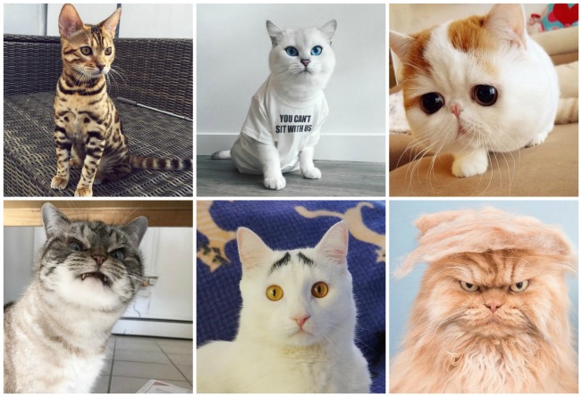 Los gatos más famosos de Internet. 