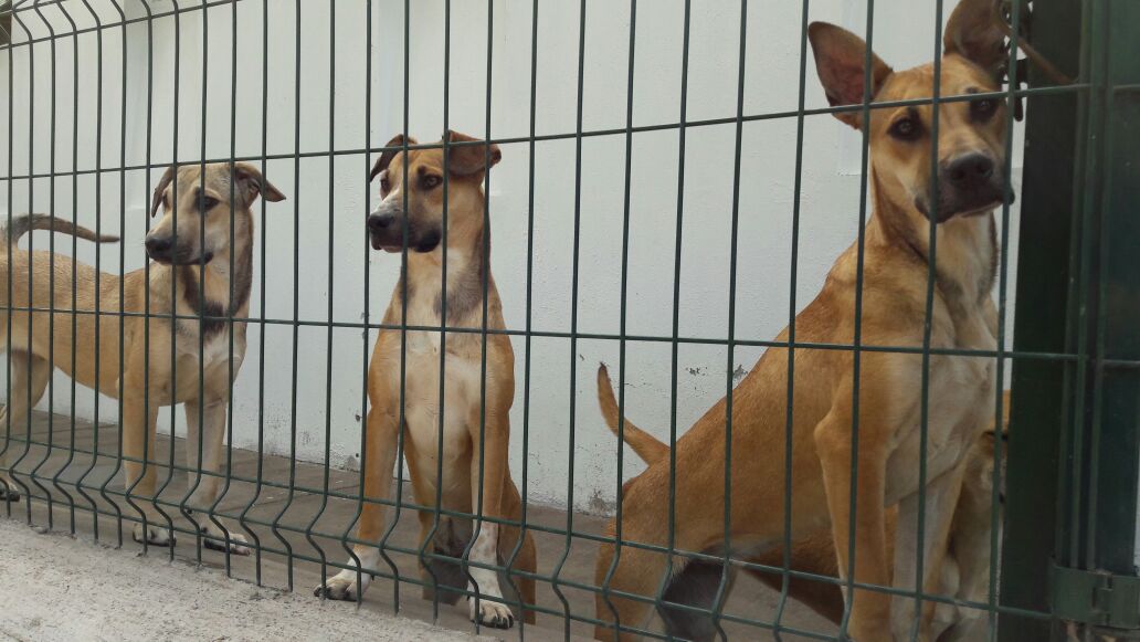 En el Parque González Gallo, 50 perros esperan ser adoptados
