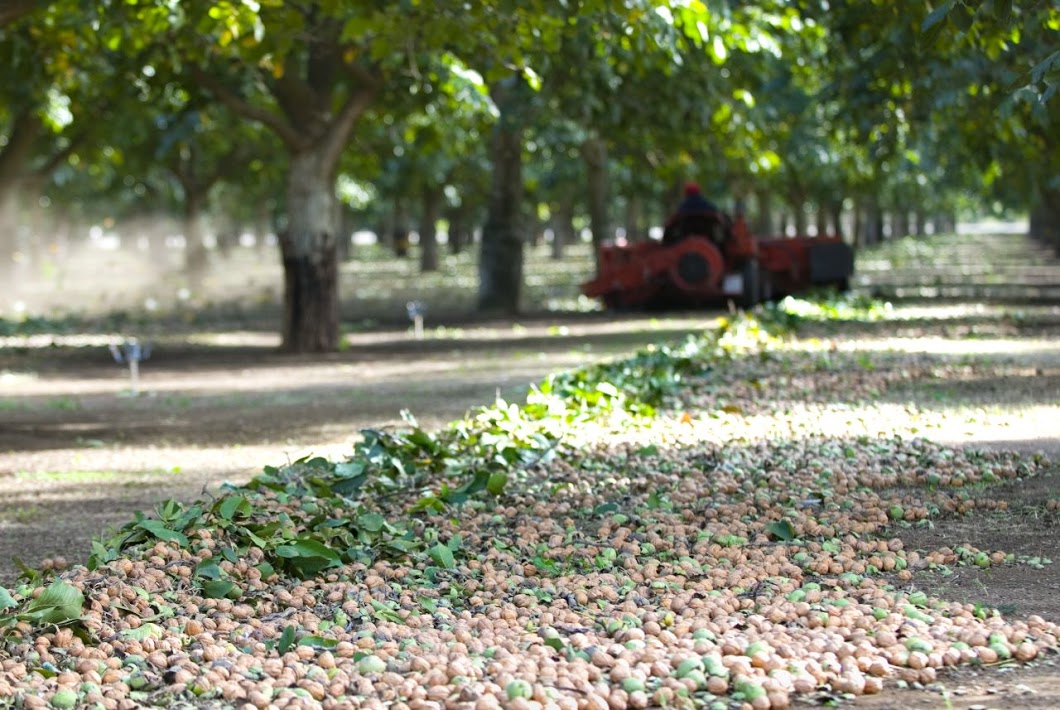 Productores nogaleros prevén caída en brotación de nuez por falta de frío.