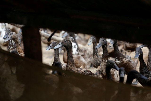 Los patos fueron contaminados con el virus H5N8.
