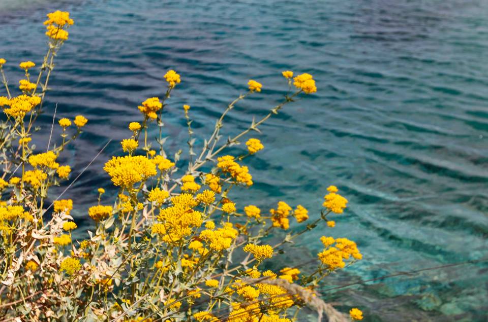 El primer oasis que encuentra la Monarca en su camino es Cuatrociénegas.