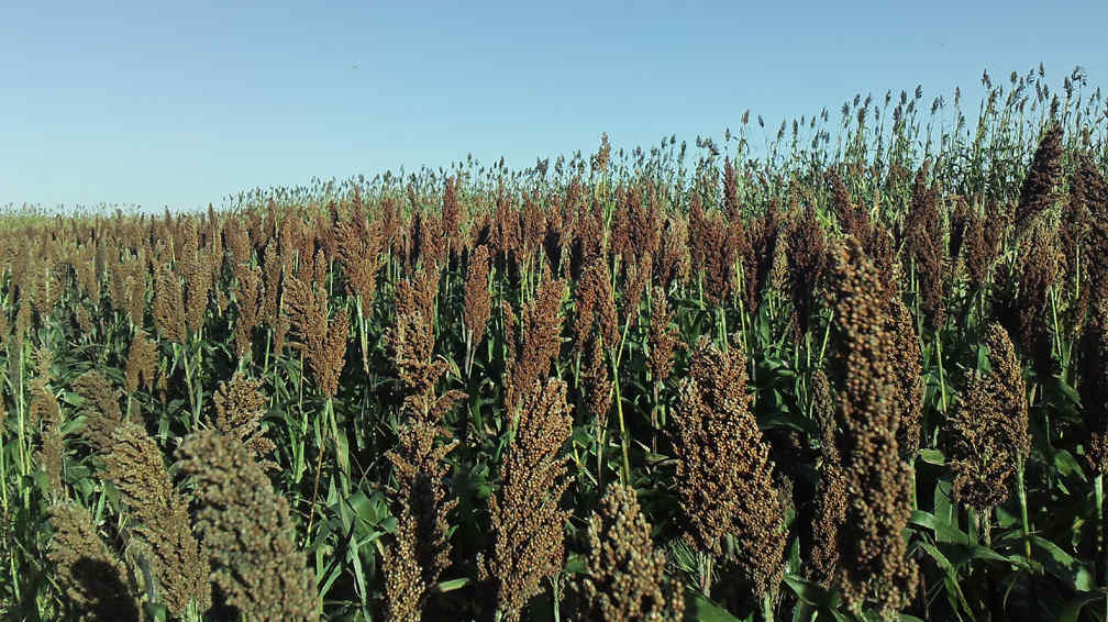 Productores de oleaginosas
