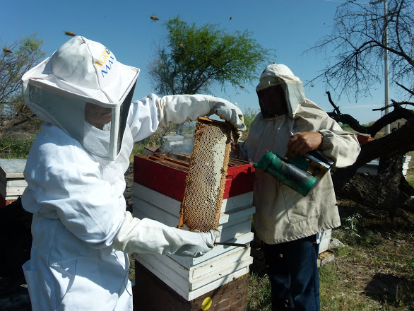 Apicultores de La Laguna recibirán de la Sagarpa 1.9 mdp para la compra de colmenas.