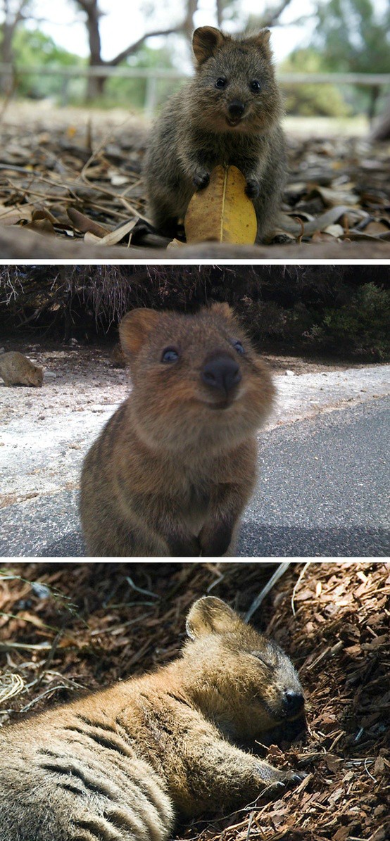 El quokka, el animal más feliz del mundo. 