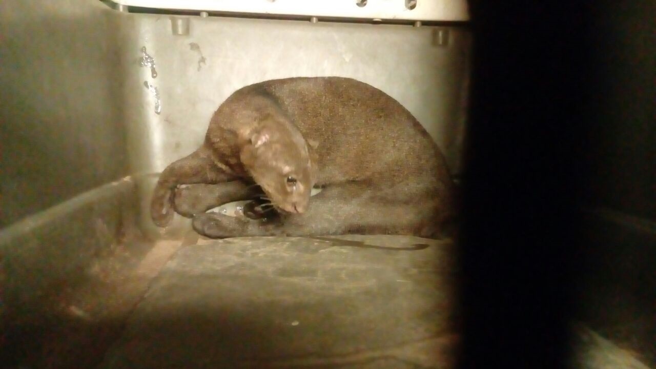 El Jaguarundí es una especie de felino en amenaza de extinción. 