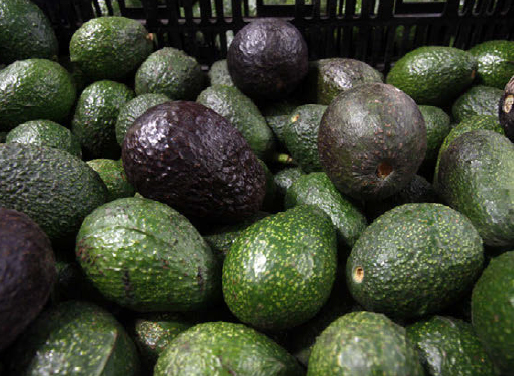 Aguacate, exportaciones, exportación, agricultura, alimento, comida.