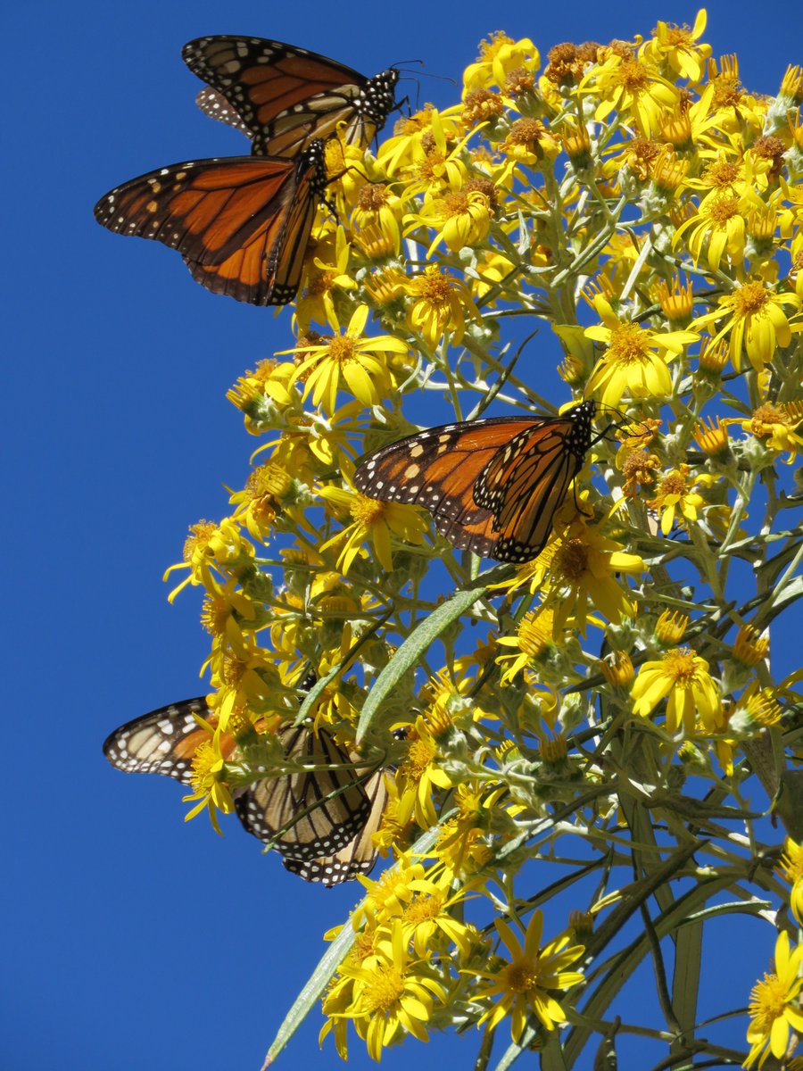 En Michoacán, 250 ejidatarios se mantienen a cargo de la reserva, administrándola, vigilándola y cuidándola de incendios forestales.