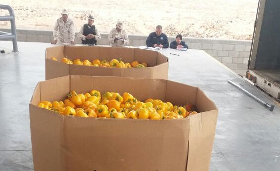 El narcotico fue encontrado en una carga de chile morrón, junto a 40 kilos de cristal y 15.500 kilogramos de cocaína.