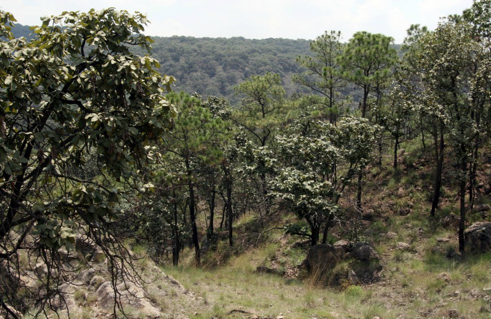 El bosque La Primavera tiene 37 años de haber sido decretado como área de protección de flora y fauna
