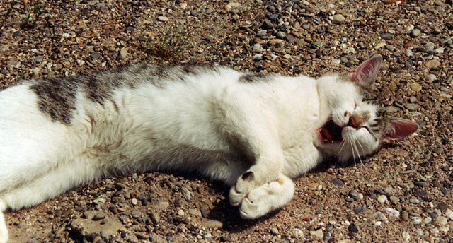Los acusados arrojaron a una gata a tres perros hambrientos, causándole la muerte.