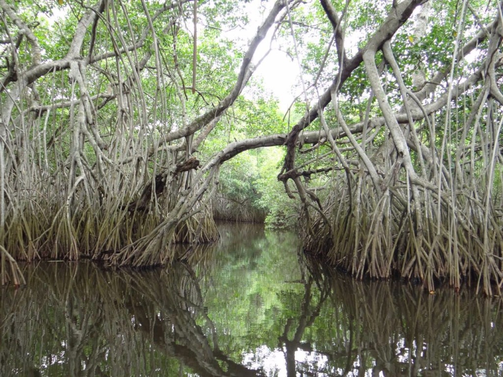 Reserva de la Biosfera La Encrucijada.