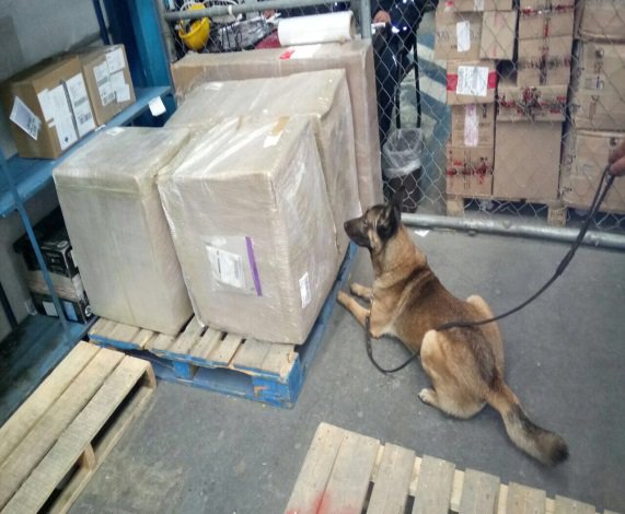 Los perros policías modificaron su conducta frente a tres cajas que contenían botes con mole.