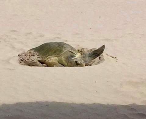 primera tortuga Lora arriba a playa Miramar en 2017