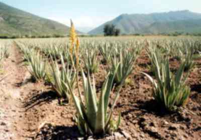 Más de 50 mdp pesos para fortalecer campo tamaulipeco