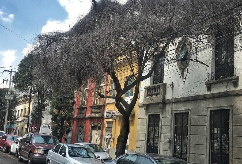 En las colonias Roma Norte y Roma Sur, 70 por ciento de los árboles tiene invasión de muérdago, lo cual amenaza su subsistencia.