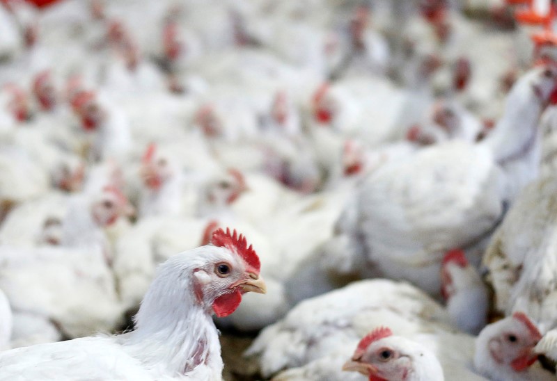 Gallinas en un criadero en la ciudad de Lapa en Brasil.