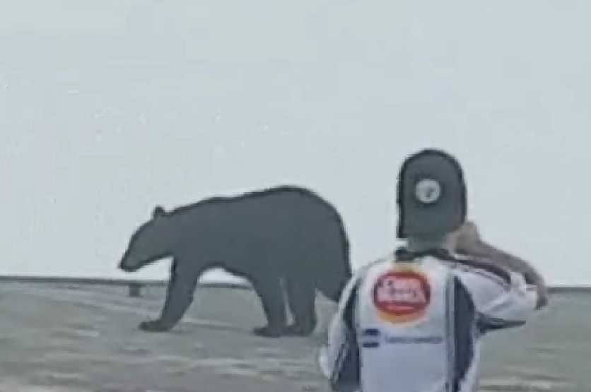 Uno de los animales llegó a la plataforma del antiguo teleférico. 