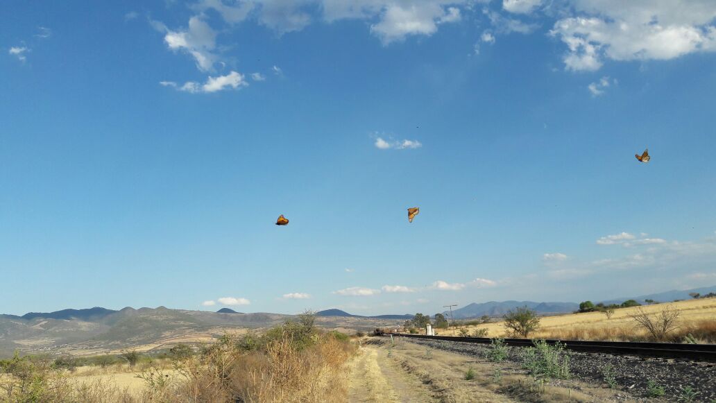 Hay reportes del paso de hasta 30 mariposas por minuto. 
