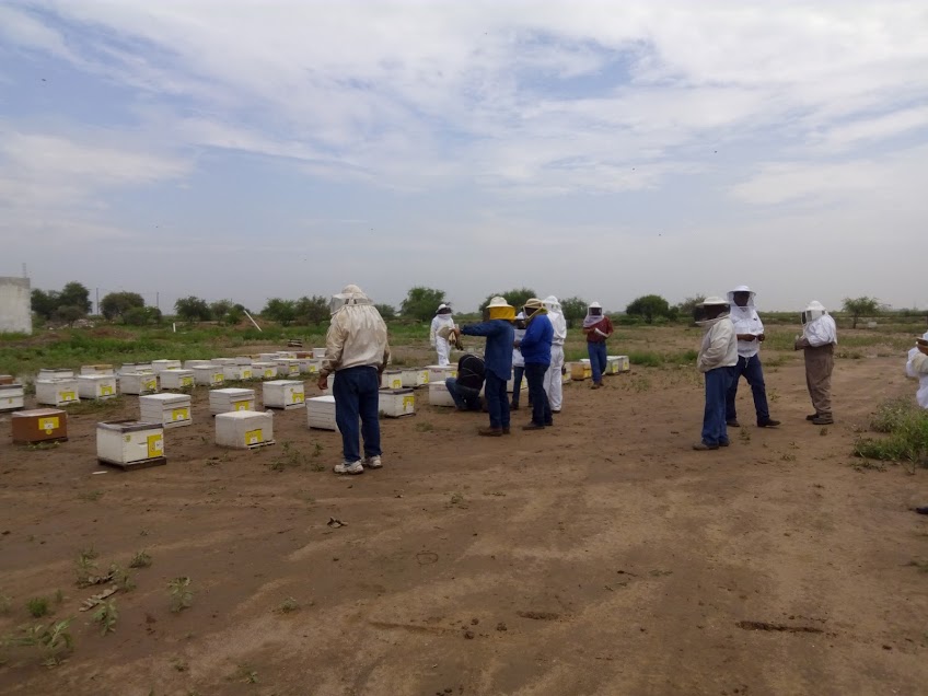 Sagarpa garantizó la entrega de 1.9 millones de pesos para apicultores laguneros.