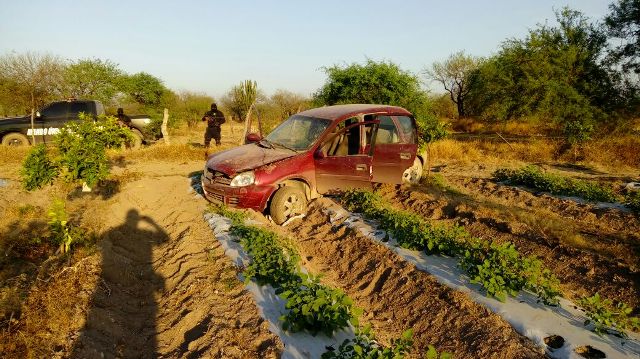 Los delincuentes se impactan contra un huerto de naranjas. 