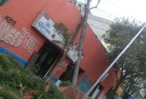Con maquinaria usada en la rehabilitación de la calle Ayuntamiento, colonia Centro, fue derribado accidentalmente un árbol, el cual cayó sobre el told