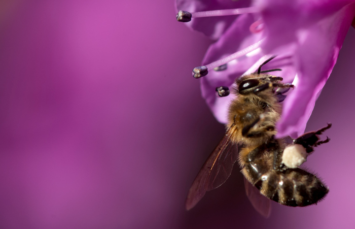 Una abeja recoge el polen de una flor en Munich, sur de Alemania. AFP/Sven Hoppe