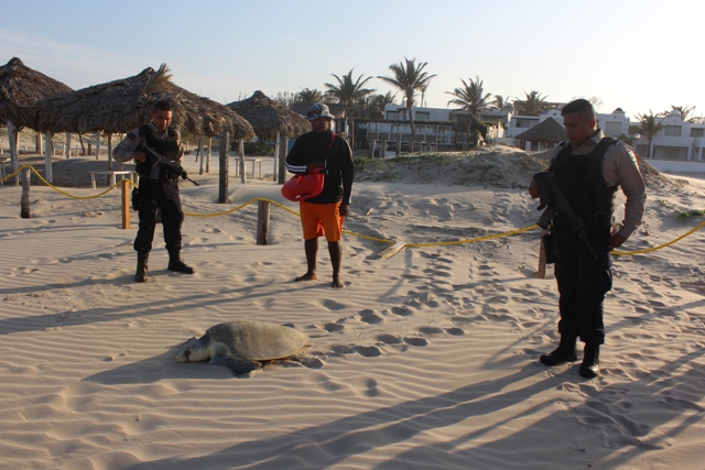 Desovan tortugas Lora en playa Miramar 