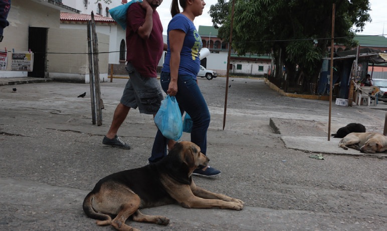 Perros callejeros.