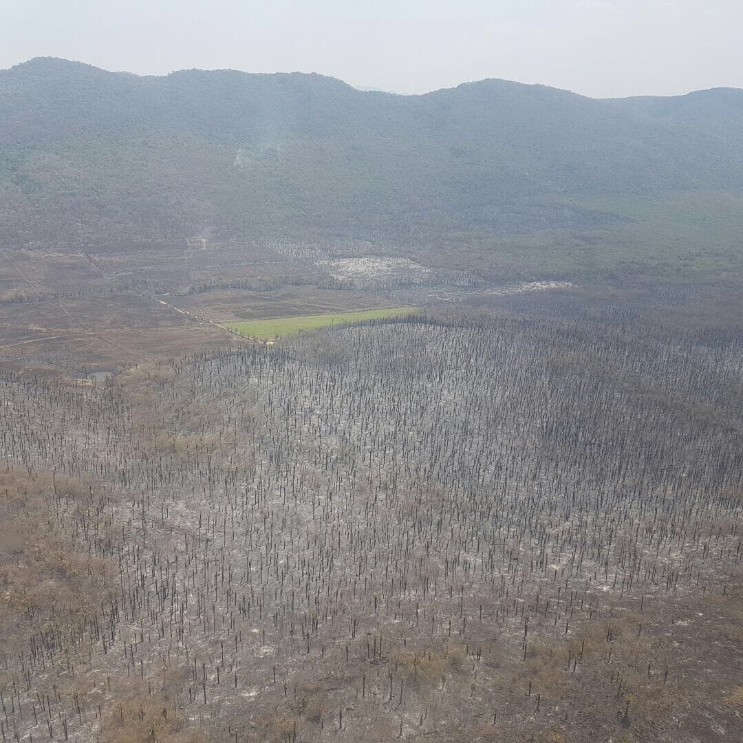 Incendio consume grandes hectáreas de naturaleza.