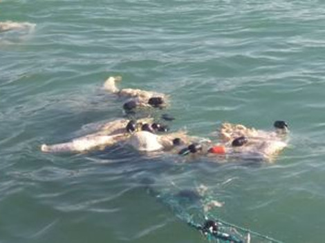 Vaquita marina, marsopa más pequeña del mundo y habita en la reserva de la biósfera del alto golfo de California.
