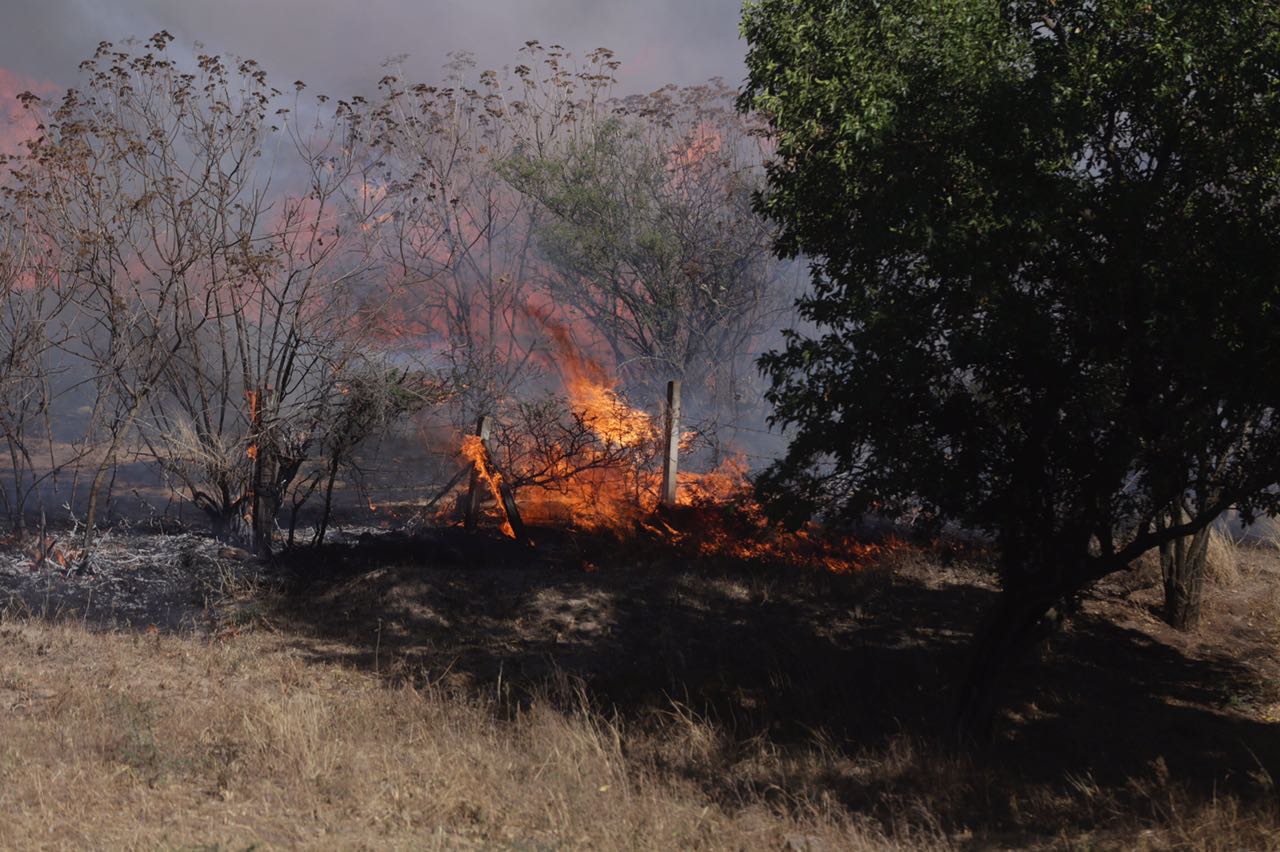 Históricamente El Tepopote estaba considerado como área de regeneración natural
