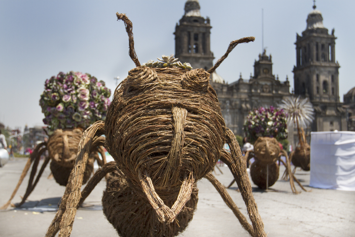 La exposición está conformada por 44 hormigas.