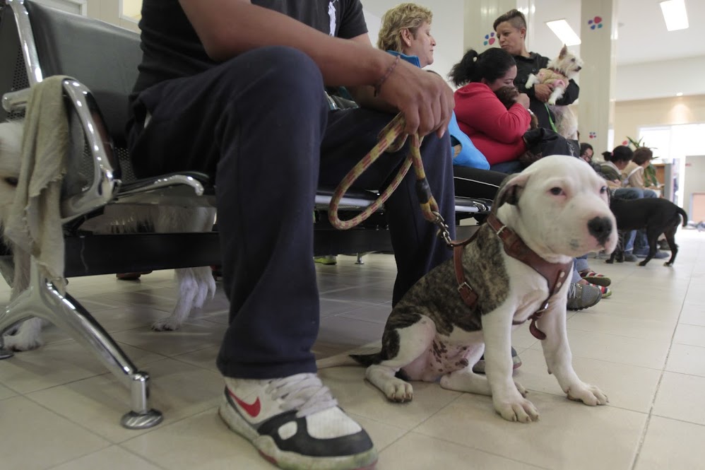 Con 10 millones de pesos asignados para su creación, la Agencia de Atención Animal de la Ciudad de México definirá, articulará e implementará política