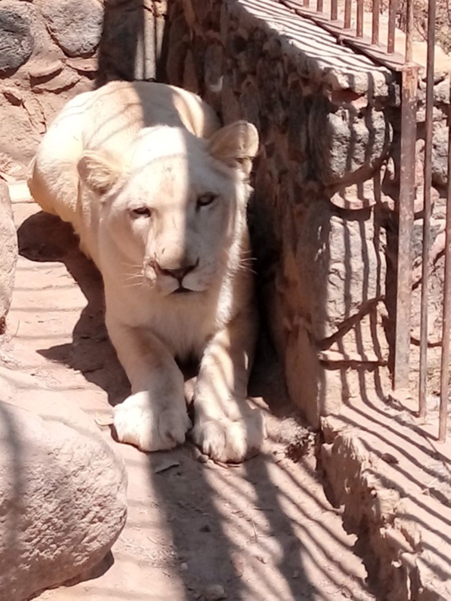 Se trata de un ejemplar joven de león africano. 