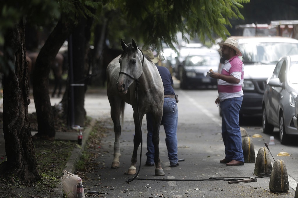 Los animales deben estar cuidados