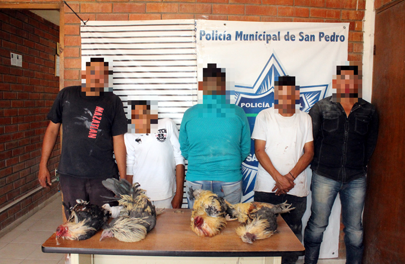 Detenidos por pelea clandestina de gallos.