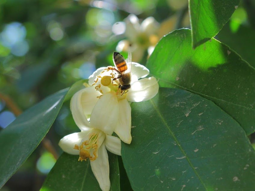 En La Laguna, apicultores invierten 100 mil pesos para la compra de 2 mil 500 abejas reinas.
