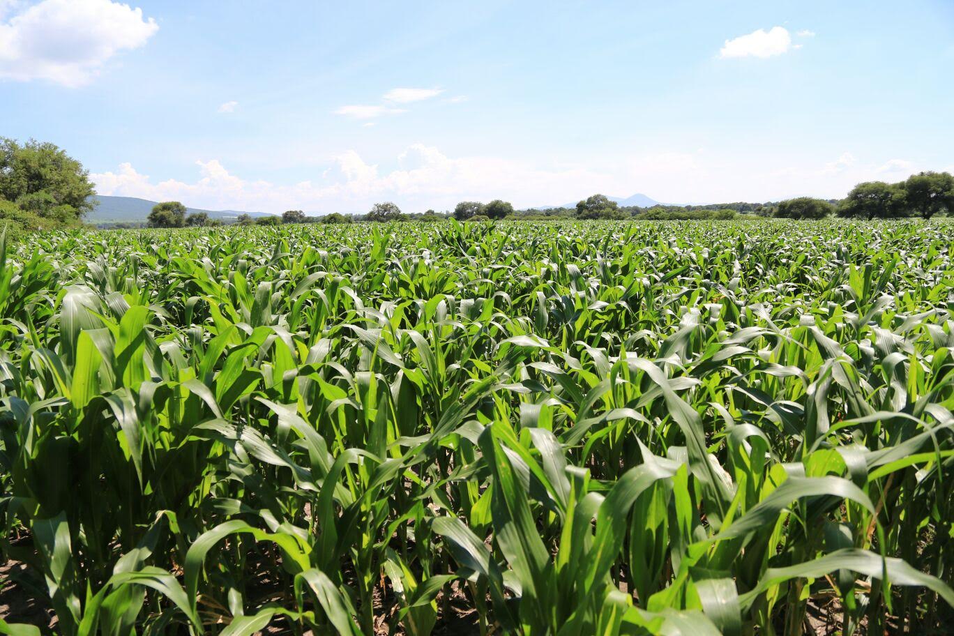 Productores de maíz, trigo y sorgo se han unido al programa en Jalisco