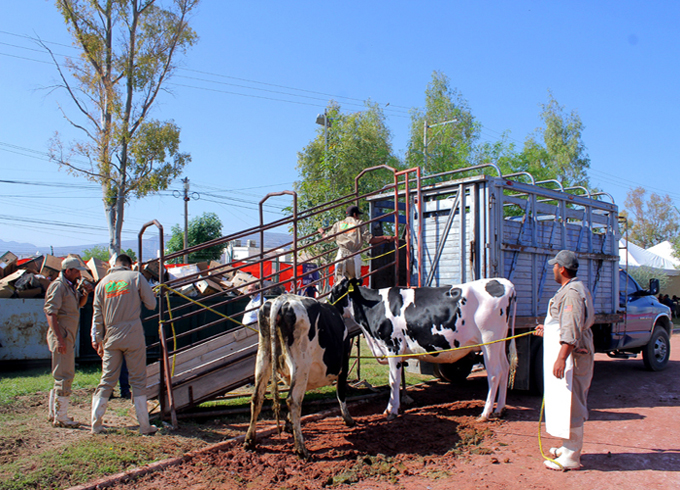 En riesgo de tirarse 600 mil litros de leche lagunera.