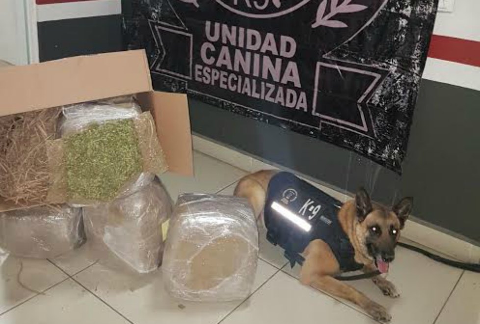 Killer el can certificado en la búsqueda de narcóticos que localizó la mariguana. 