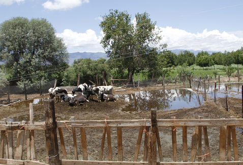 Son 10 establos en la Comarca Lagunera los que siguen sin trabajar debido al cerco sanitario. 
