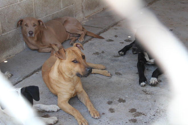 En Gómez Palacio, la Subdirección de Control y Bienestar Animal implementará 7 programas.