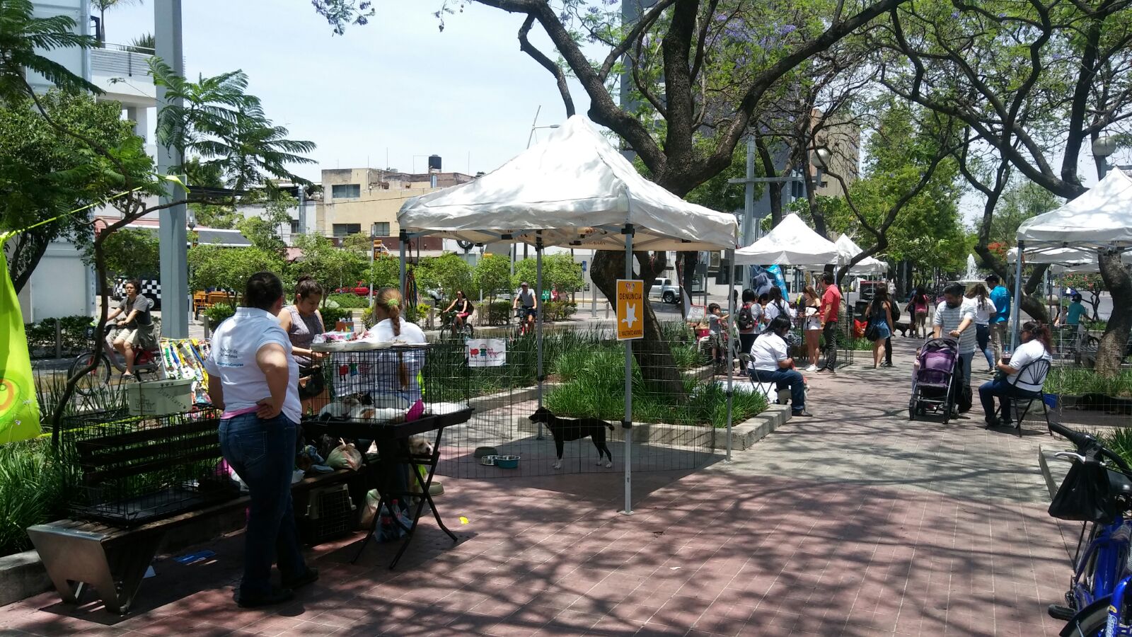 Cumple dos años pabellón de adopciones en Chapultepec