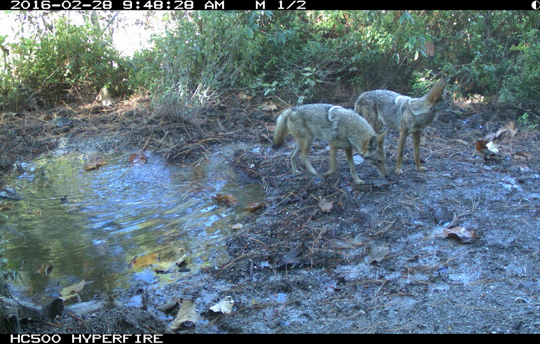 Se ha documentado la presencia de coyotes